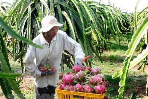 Tien Giang develops dragon fruit growing area for export 