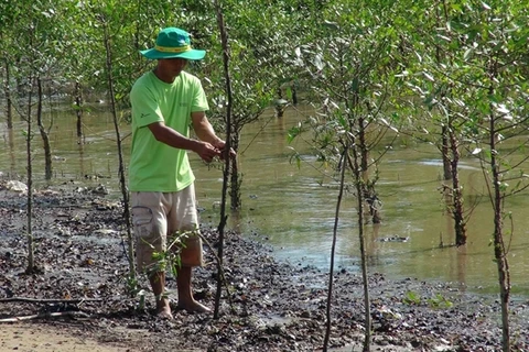 Tra Vinh: Shrimp-breeding in mangroves protects forest coverage, offers stable income