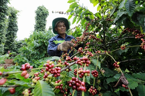 Winners of Vietnam Specialty Coffee Competition announced