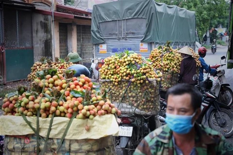 Bac Giang’s lychees to be sold on e-commerce platforms