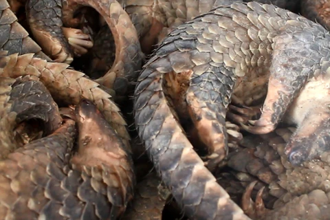 Man jailed for storing 780 kg of African pangolin scales
