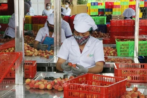Hai Duong: Over half of estimated lychee output sold before main-crop harvest