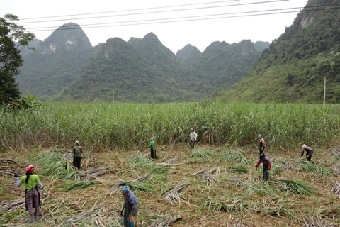 Anti-dumping, countervailing duty imposed on cane sugar from Thailand