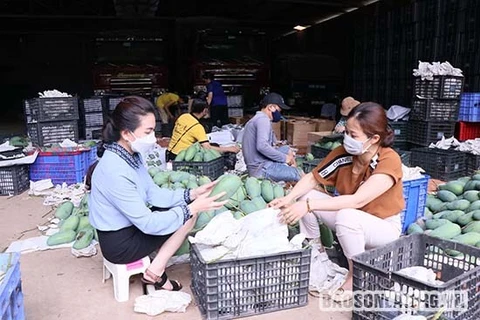 Vietnam’s green mangos promoted in Australia