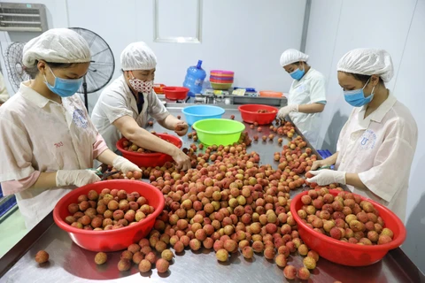 Bac Giang earns over 296 million USD from lychee sales in 2021 crop