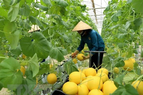 Australia helps Vietnam develop hi-tech agriculture
