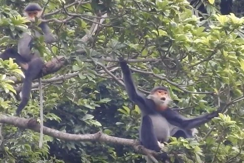 Quang Nam moves to conserve grey-shanked douc langurs