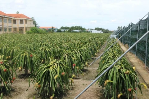 Off-season fruits prove lucrative for Mekong Delta farmers
