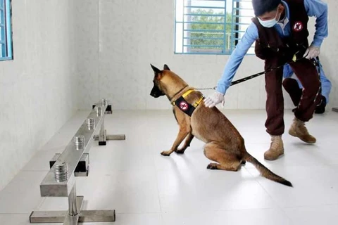 Cambodia succeeds in training dogs to detect COVID-19 patients