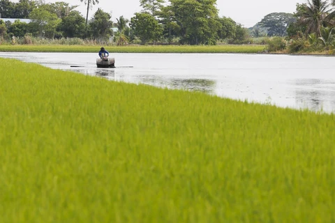 Thai government to extend rice price scheme