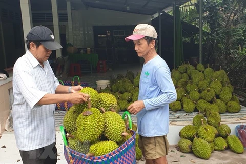 Vietnam’s Ri6 durian sells well in Australia
