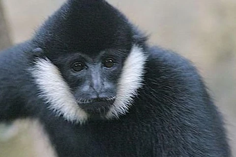 Vu Quang national park offers home for rare gibbon