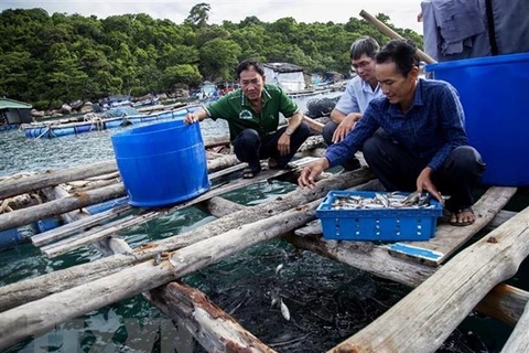 Kien Giang develops marine aquaculture towards sustainable development