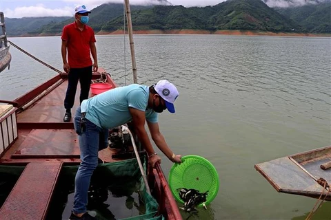 Hoa Binh releases 35,000 fish fry into Da River