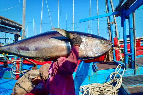 Vietnam’s tuna exports drop sharply in August
