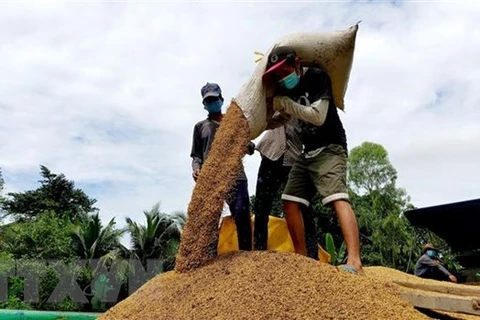 Vietnamese rice price increases in domestic, foreign markets