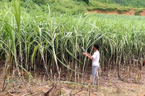 Vietnam remains Laos’s largest sugar importer