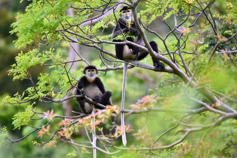 Endangered black-shanked doucs spotted in Tay Ninh