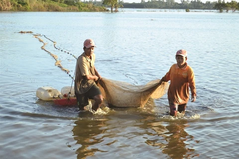 Fish season comes to Dong Thap province