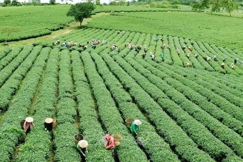 Vietnamese agriculture seeks ways to adapt to new context