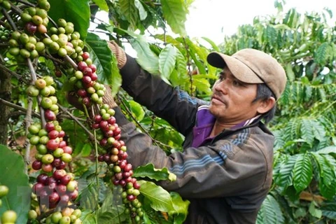 Vietnam’s coffee export predicted to grow higher 