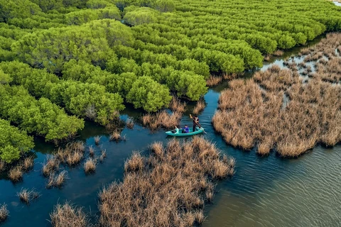 Ben Tre develops forests in climate change response