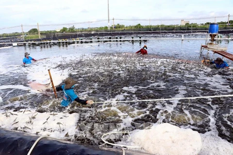 Sustainable aquaculture: Livelihoods for millions of people in Asia