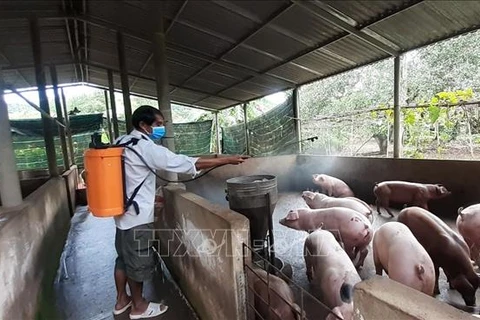 IFC supports Vietnam in African swine fever prevention