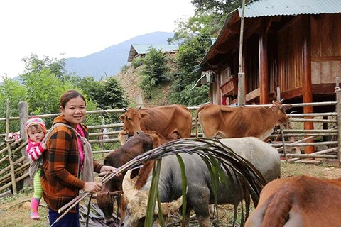Bank loans help ethnic minority in Nghe An escape poverty