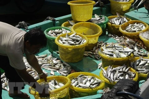 Kien Giang province posts 4 percent increase in aquatic production value 