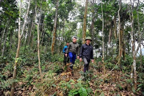 Sustainable livelihoods needed for forest conservation
