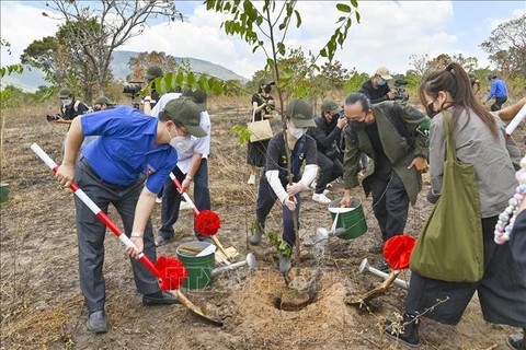 Youth union members plant more than 1,000 trees in Ta Cu Natural Reserve