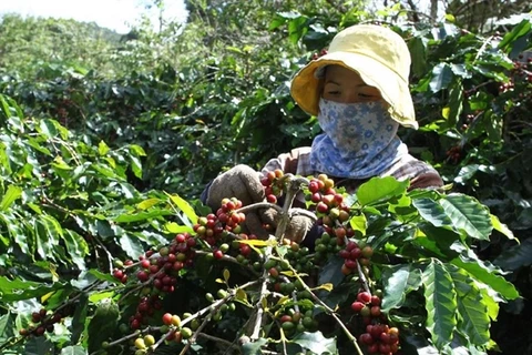 Coffee industry targets 6-billion-USD export value in 2030