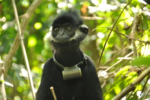 Rich primate species in Vietnam threatened: WWF report