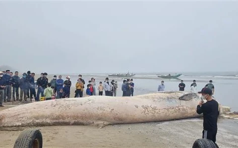 Thanh Hoa: 10-tonne whale carcass buried