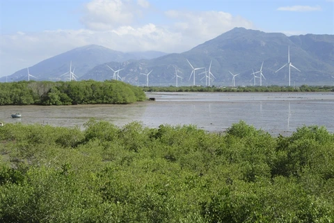 Ninh Thuan sets to grow more coastal forests for protection, green cover