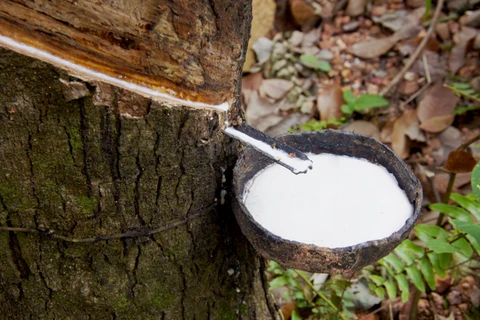 Malaysia's rubber exports top 15 billion USD in 2021