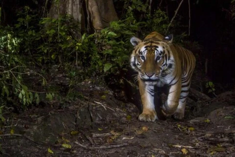 Tigers might disappear in Laos: WWF