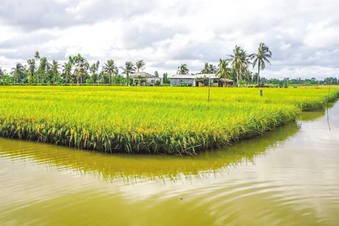Shrimp-rice farms to be expanded to 200,000 hectares in 2022