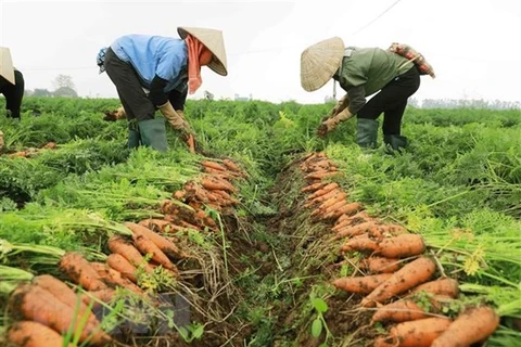 Hai Duong to host first-ever carrot harvest festival