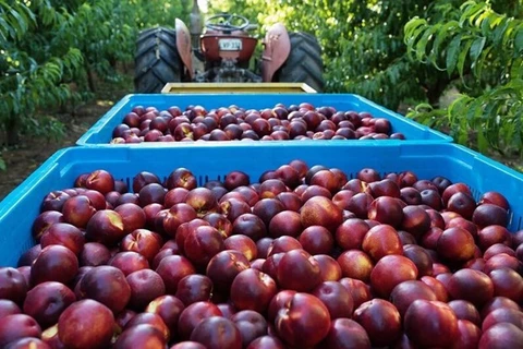 Australia to export peaches and nectarines to Vietnam 