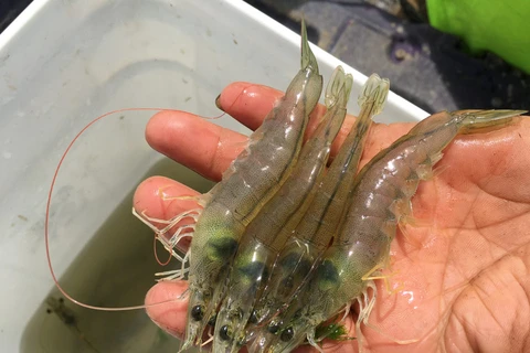 Disease takes a heavy toll on Thai shrimp yields