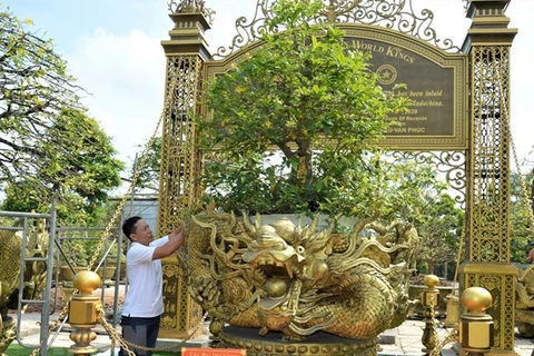 Dong Thap: yellow apricot tree collection sets world record