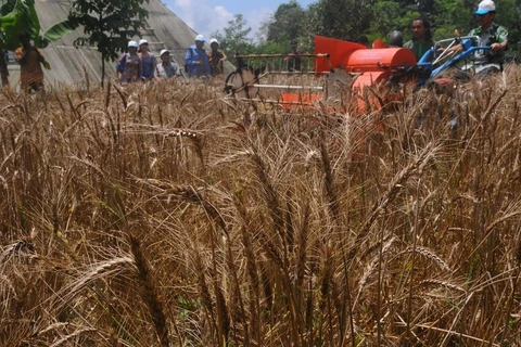 Russia-Ukraine tensions likely to affect Indonesia’s wheat supply