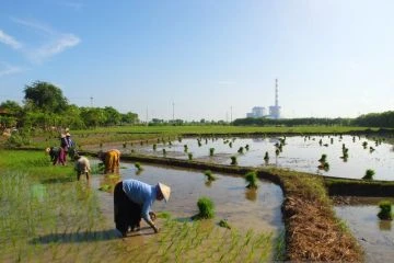 Indonesia uses rice husks for fuel mixture at thermal power plants