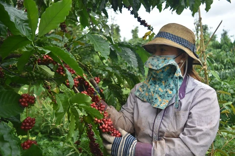 Improving coffee quality essential to expand exports to EU
