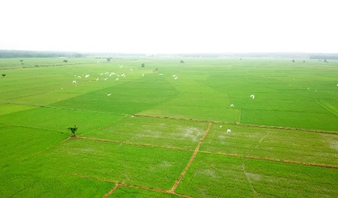Tien Giang province expands organic rice cultivation