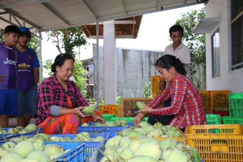 Vietnam mango exports triple in 2021
