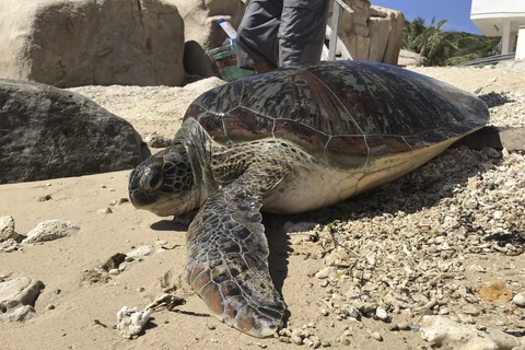 Ninh Thuan: Endangered sea turtle trapped by fishing net set free