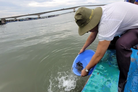 Breeding aquatic animals released to help recover fisheries resources